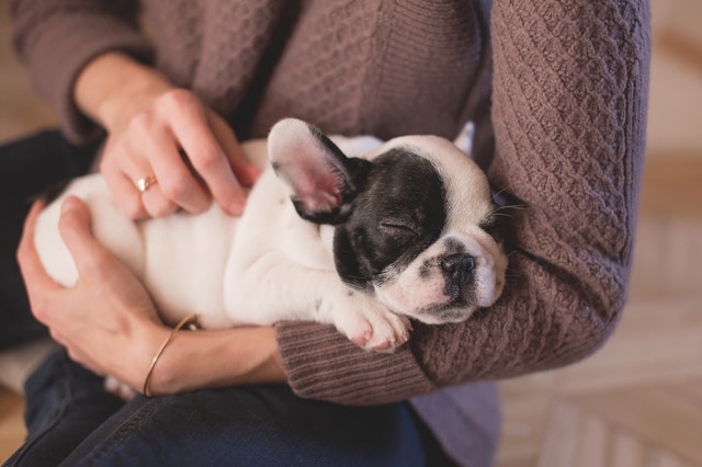 Why Pet Franchisors Could Be The Next Big Thing